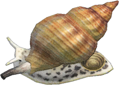 Whelk