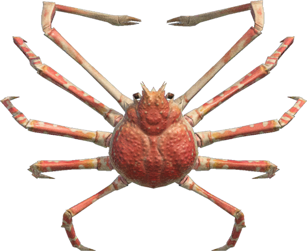 Spider Crab