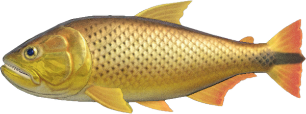 Dorado