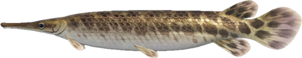 Gar