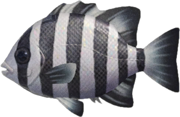 Barred Knifejaw