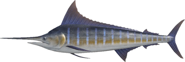 Blue Marlin