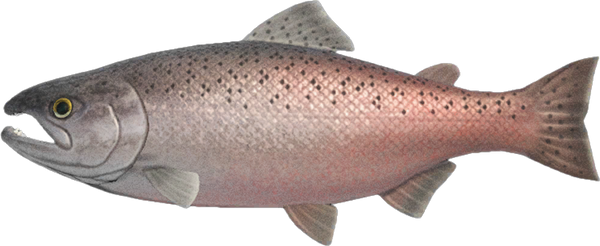 King Salmon