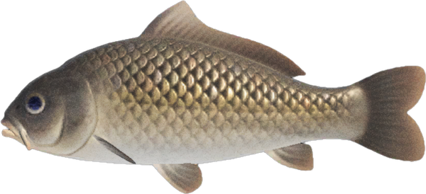 Carp