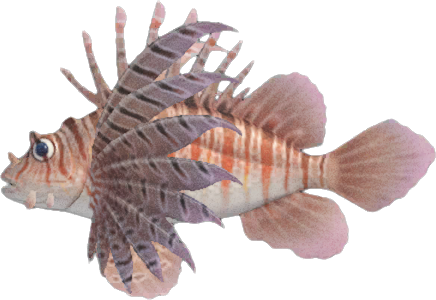 Zebra Turkeyfish