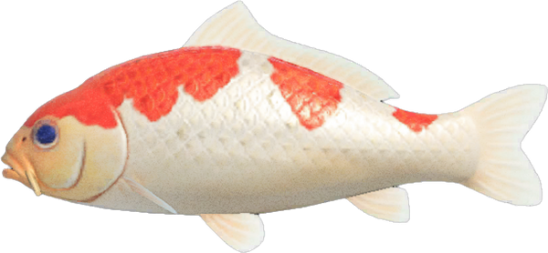 Koi