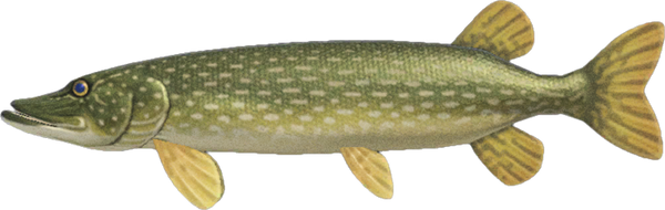 Pike