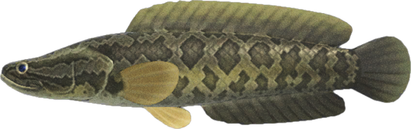 Giant Snakehead