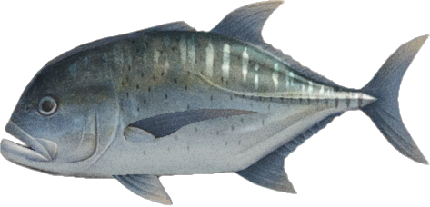 Giant Trevally