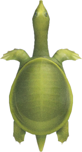 Soft-Shelled Turtle