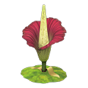 Titan Arum