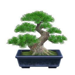 Pine Bonsai Tree DIY
