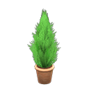 Cypress Plant