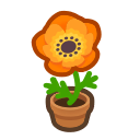 Orange Windflower Plant