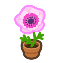 Pink Windflower Plant