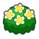 White Plumeria Bush