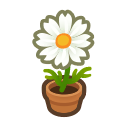 White Cosmos Plant