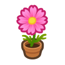 Pink Cosmos Plant