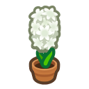 White Hyacinth Plant