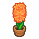 Orange Hyacinth Plant