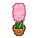 Pink Hyacinth Plant