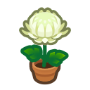 White Mum Plant