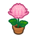 Pink Mum Plant
