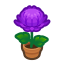Purple Mum Plant