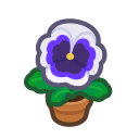 White Pansy Plant