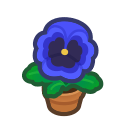 Blue Pansy Plant
