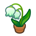 Lily Of The Valley Plant