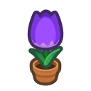 Purple Tulip Plant