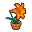 Orange Lily Plant