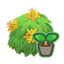 Yellow Tea Olive Start