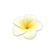 White White