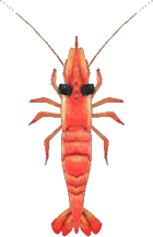 Sweet Shrimp Animal Crossing New Horizons | ACNH Critter - ACNHMALL