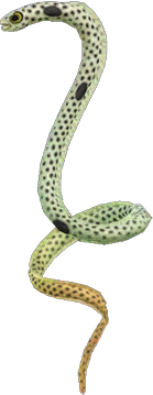 Spotted Garden Eel Animal Crossing New Horizons | ACNH Critter - ACNHMALL