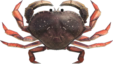 Dungeness Crab Animal Crossing New Horizons | ACNH Critter - ACNHMALL