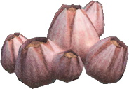 Acorn Barnacle
