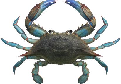 Gazami Crab Animal Crossing New Horizons | ACNH Critter - ACNHMALL