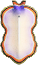 Flatworm Animal Crossing New Horizons | ACNH Critter - ACNHMALL