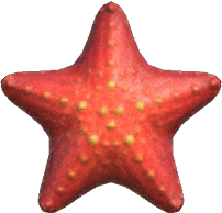 Sea Star Animal Crossing New Horizons | ACNH Critter - ACNHMALL