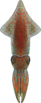 Firefly Squid Animal Crossing New Horizons | ACNH Critter - ACNHMALL