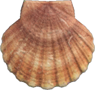 Scallop Animal Crossing New Horizons | ACNH Critter - ACNHMALL