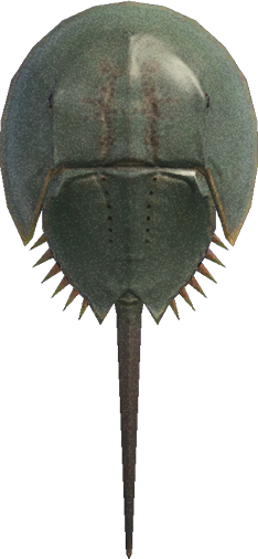 Horseshoe Crab Animal Crossing New Horizons | ACNH Critter - ACNHMALL