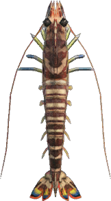 Tiger Prawn Animal Crossing New Horizons | ACNH Critter - ACNHMALL