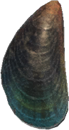 Mussel Animal Crossing New Horizons | ACNH Critter - ACNHMALL