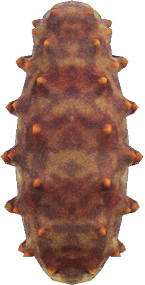 Sea Cucumber Animal Crossing New Horizons | ACNH Critter - ACNHMALL