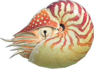 Chambered Nautilus Animal Crossing New Horizons | ACNH Critter - ACNHMALL