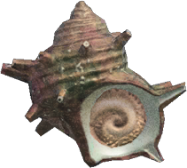Turban Shell Animal Crossing New Horizons | ACNH Critter - ACNHMALL